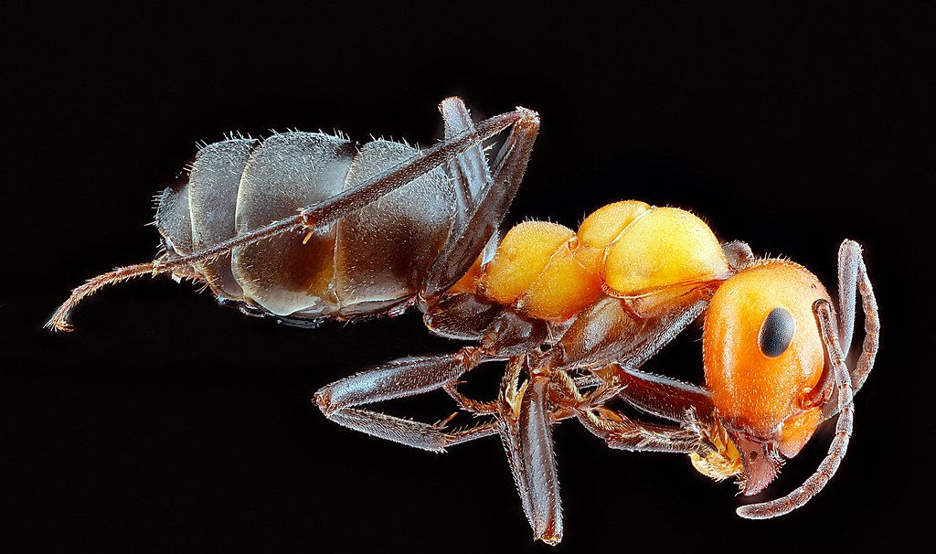 Ant Control service in Fredericksburg, VA