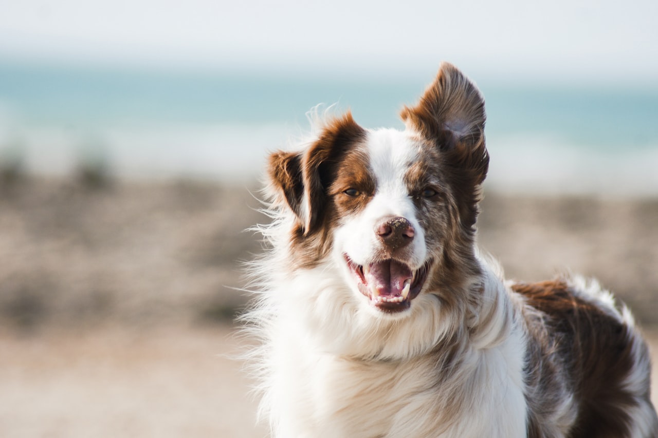 Flea & Tick Control service in Fredericksburg, VA