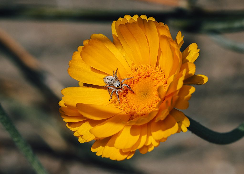 Spider Control service in Fredericksburg, VA